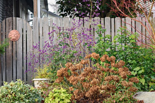 Hydrangea in winter the perfect time to move them to new positions in the garden if needed