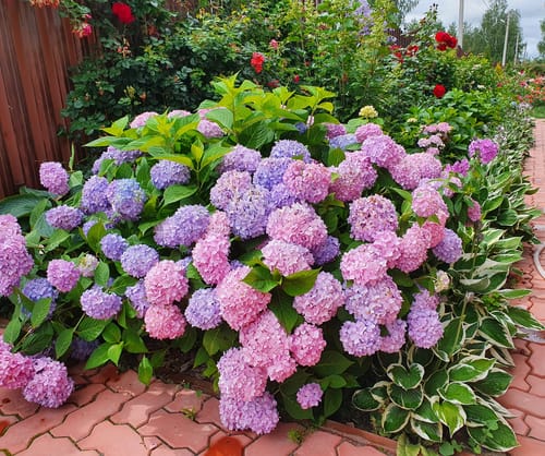 Hydrangea macrophylla Endless Summer