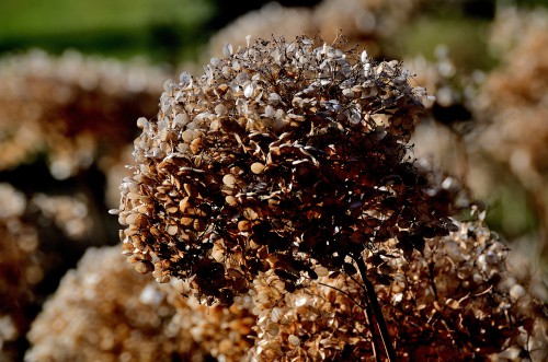 Hydrangea seed head ready for removing