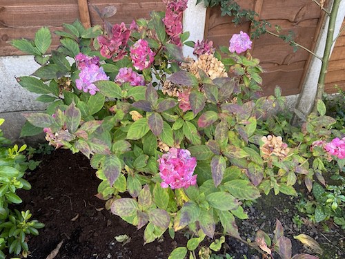 Hydrangea that changed colour after feeding
