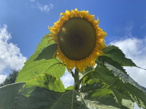 Sunflower grown from seed in my garden now 8ft tall