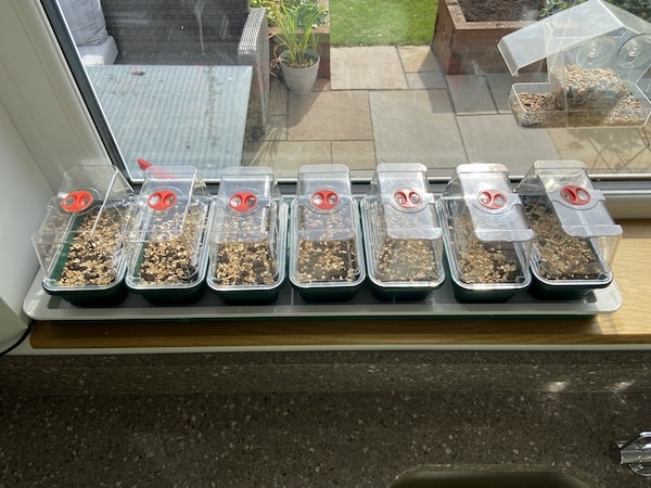 Seed trays in propagator in windowsill waiting to germinate