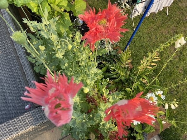 Papaver somniferum 'pink fizz' growing in my raised bed