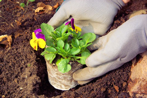 Planting winter pansies grown for seed