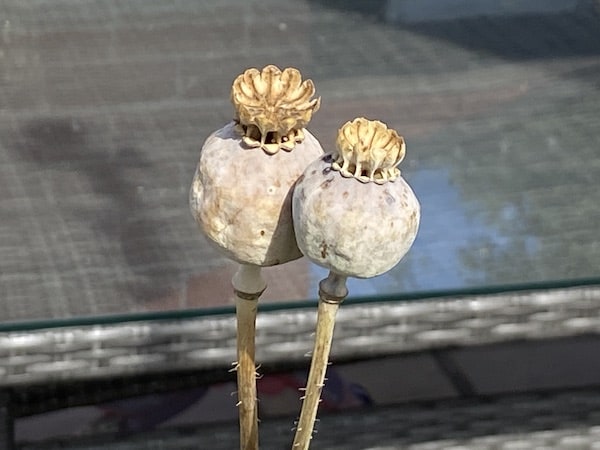 Brown seed pods ready to collect seeds