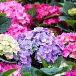 Hydrangeas can do well with very care. However, I'm often asked Do Hydrangeas Need Feeding? Read to learn when and how to feed hydrangeas and when not to feed.