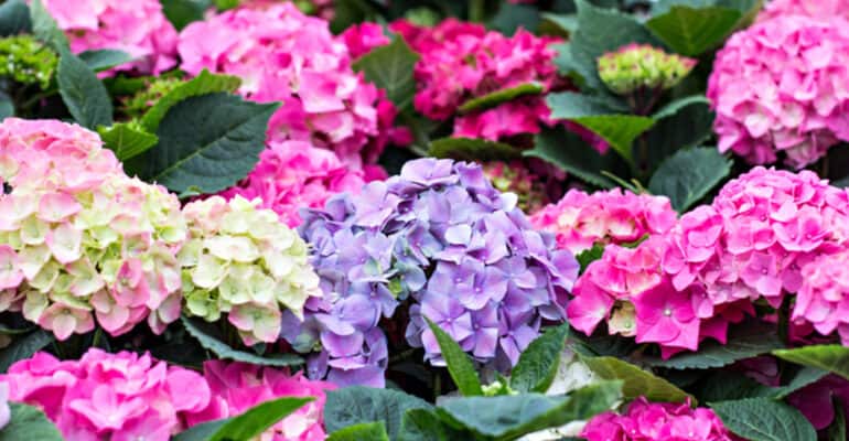 Hydrangeas can do well with very care. However, I'm often asked Do Hydrangeas Need Feeding? Read to learn when and how to feed hydrangeas and when not to feed.