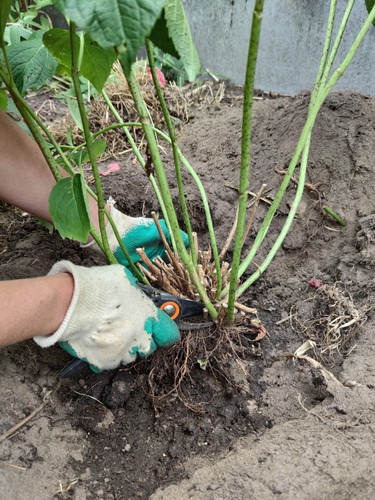 Transplanting hydrangea