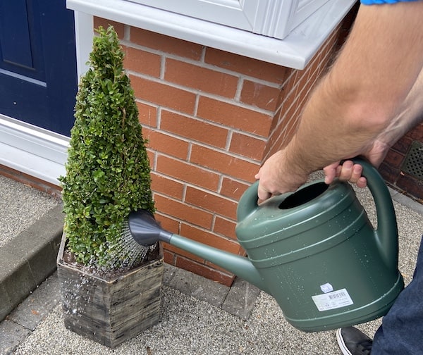 Watering buxus