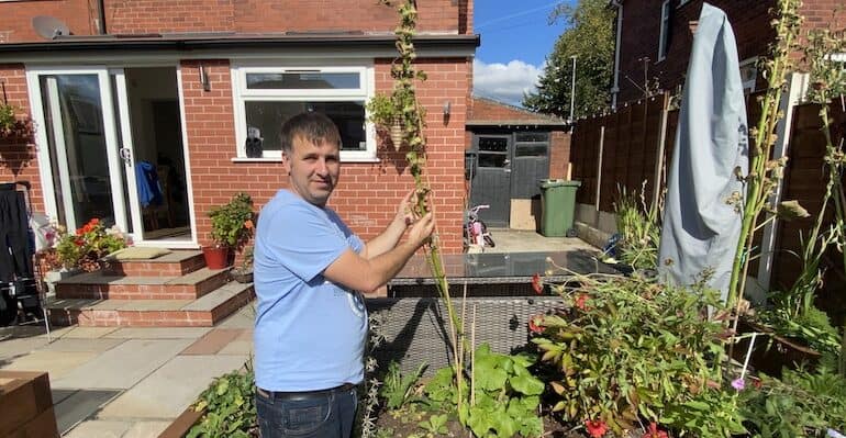 What to do with hollyhocks after flowering