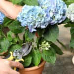 In this guide, I talk about When and how to deadhead Endless Summer Hydrangeas known for their long flowering season as they flower on new and old wood.