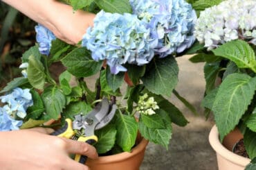 In this guide, I talk about When and how to deadhead Endless Summer Hydrangeas known for their long flowering season as they flower on new and old wood.