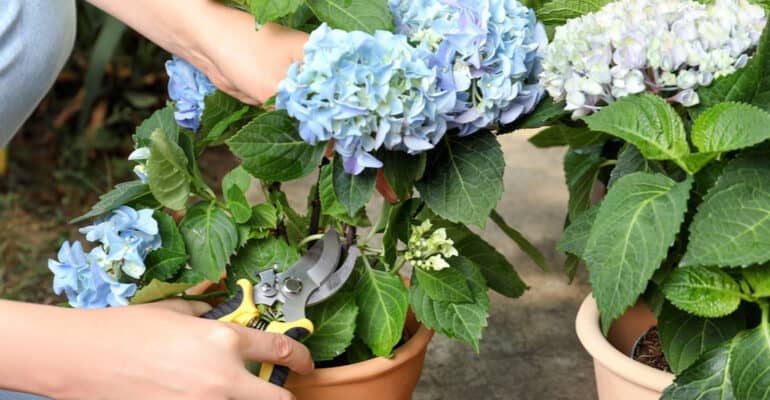 In this guide, I talk about When and how to deadhead Endless Summer Hydrangeas known for their long flowering season as they flower on new and old wood.