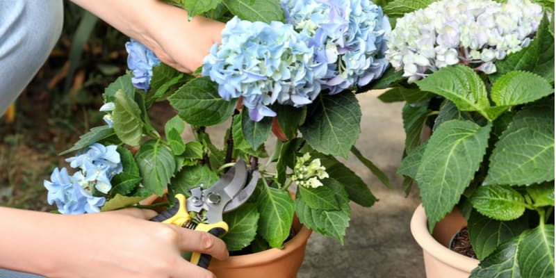 Image of Endless summer hydrangea deadheading - Step 1