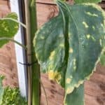 in this guide, I talk about why are my sunflower leaves are starting to curl. Now, this could be because of lack of water, aphids and bugs or even diseases.