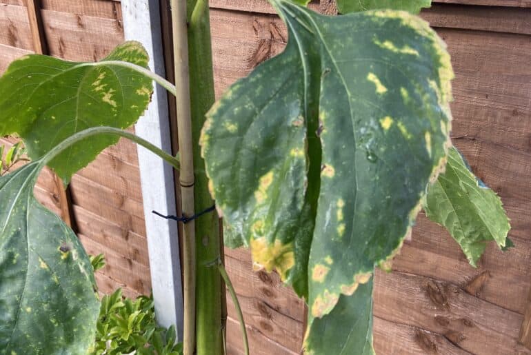 in this guide, I talk about why are my sunflower leaves are starting to curl. Now, this could be because of lack of water, aphids and bugs or even diseases.