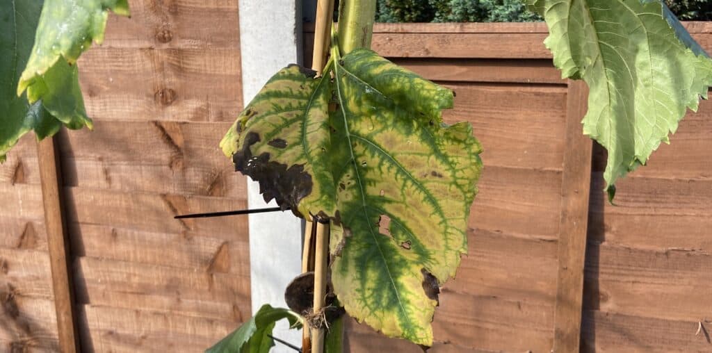 Why are my sunflower’s leaves turning yellow?