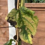 In this guide, I talk about Why are my sunflower’s leaves turning yellow and some of the various reasons this can happen and how to resolve it.