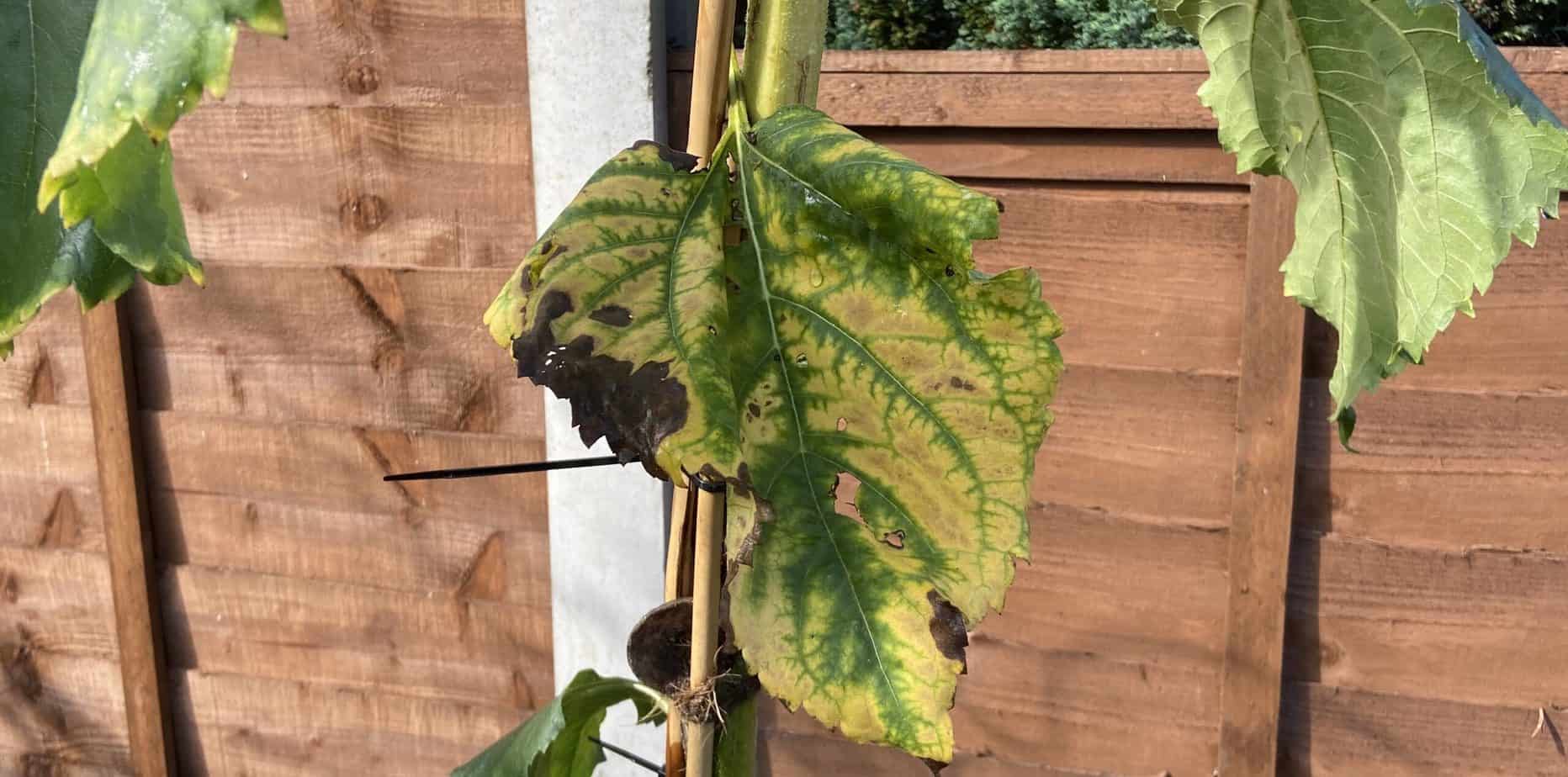 why are my sunflower leaves turning yellow