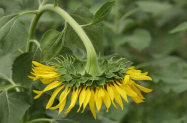Why are my sunflowers drooping and how to stop it. I talk about why your sunflowers may be drooping and what to do to prevent it. It can be underwatering, disease, inadequate support.