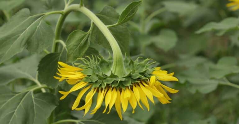 Why are my sunflowers drooping and how to stop it. I talk about why your sunflowers may be drooping and what to do to prevent it. It can be underwatering, disease, inadequate support.