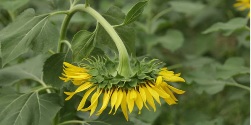 Why are my sunflowers drooping and how to stop it