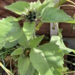 Why are my sunflowers not flowering. If your sunflowers are not flowering then this is a must-read as you will learn why and how to fix any potential problems that have caused them not to flower.