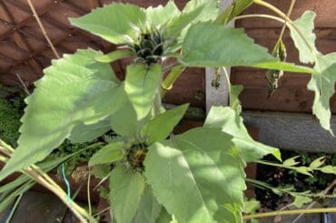 Why are my sunflowers not flowering. If your sunflowers are not flowering then this is a must-read as you will learn why and how to fix any potential problems that have caused them not to flower.