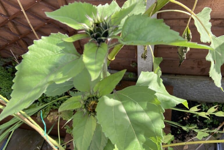 Why are my sunflowers not flowering. If your sunflowers are not flowering then this is a must-read as you will learn why and how to fix any potential problems that have caused them not to flower.