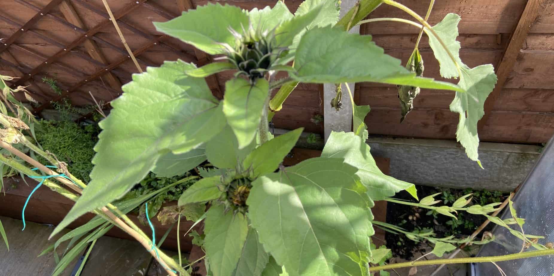 Why Are My Sunflowers Not Flowering and How To Fix It?