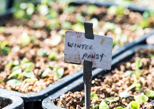 Winter pansies germinating