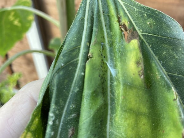 caterpillar has formed a web in sunflower leaves causing the leaves to curl