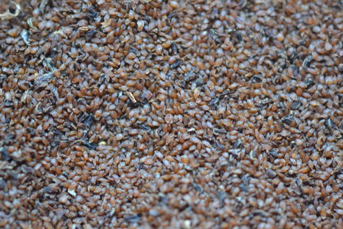 collected Hydrangea seeds