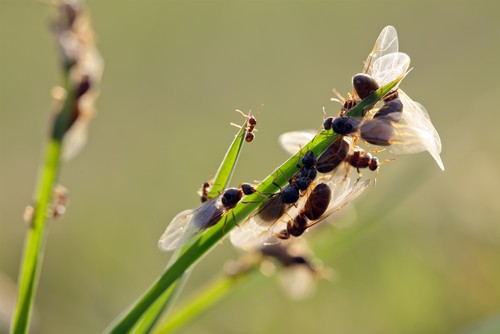 flying ants which seem to arrive all in one day