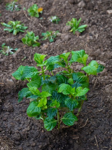hydrangea potted on into garden grown from seed