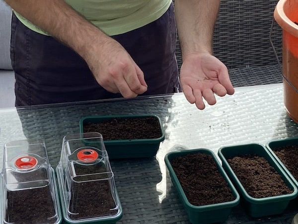 Sowing winter pansy seeds