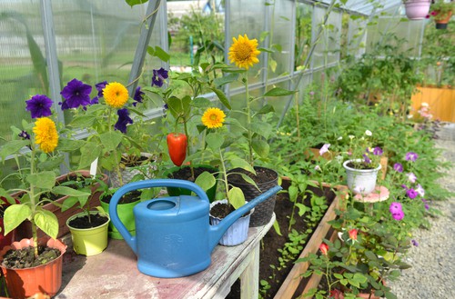 sunflower plants watering to keep them healthy and prevent curling leaves