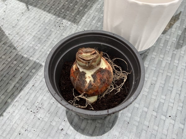 Amaryllis bulb planted in pot placed on top of soil