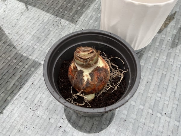 Amaryllis being planted in pot slightly larger than the pot