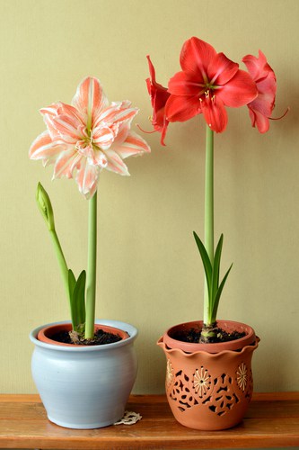 Amaryllis growing in pots indoors