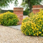 Are chrysanthemums perennials or annuals