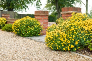 Are chrysanthemums perennials or annuals