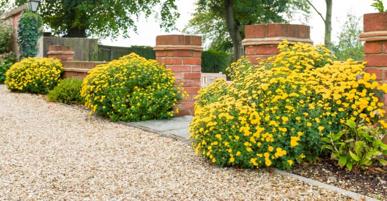Are chrysanthemums perennials or annuals