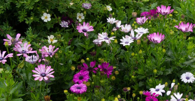 Two osteospermum varieties, in particular, are labelled as hardy, and these have the best chance of being perennials if you over-winter them correctly.