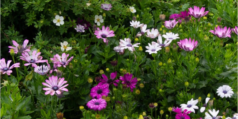 Are osteospermums perennials? And how to overwinter them