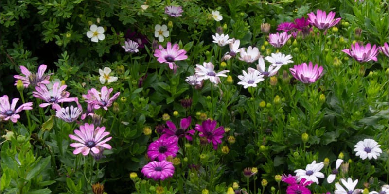 Are osteospermums perennials? And how to overwinter them