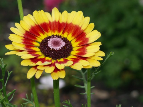 Chrysanthemum Carinatum