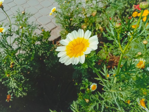 Chrysanthemum Crown Daisy close up