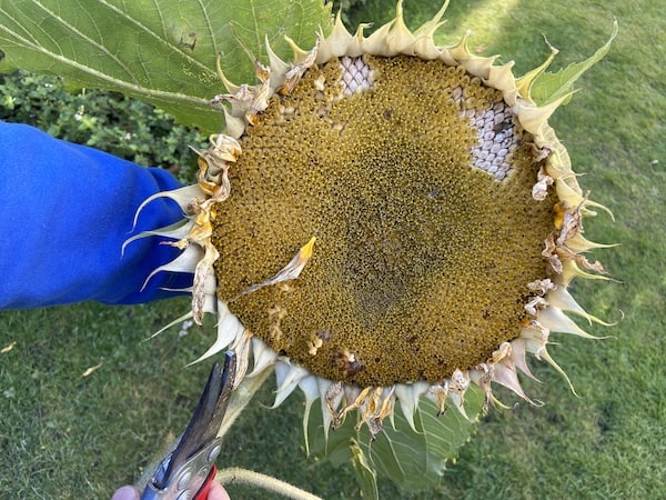 Large sunflower head ready for harvesting
