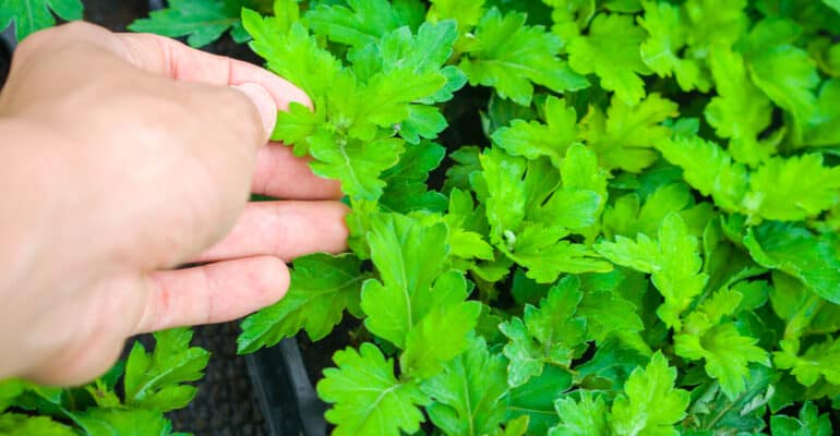 How to keep chrysanthemums over winter - indoors and outdoors?